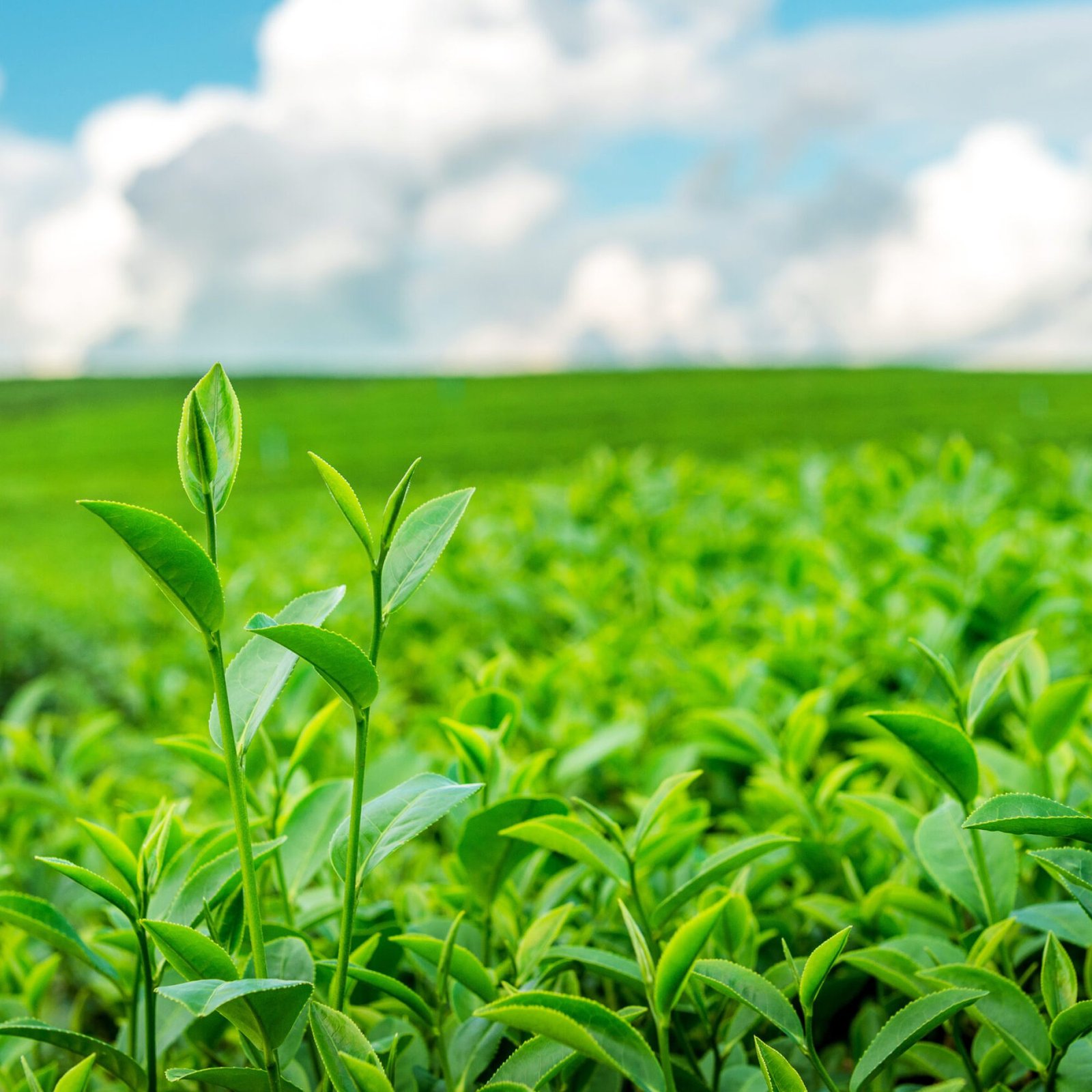 Green tea bud and leaves. Green tea plantations in morning.